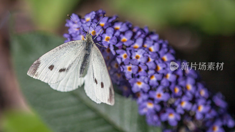 白菜(Pieris brassicae)在大白菜(budleia davidii)上。